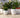 RUNDER BLUMENTOPF ARECA 60