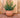 RUNDER BLUMENTOPF BEGONIA 60