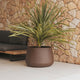 CAMELIA 60 TERRACOTA
