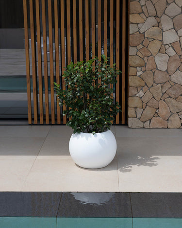 Runder Blumentopf Dalia Farbe