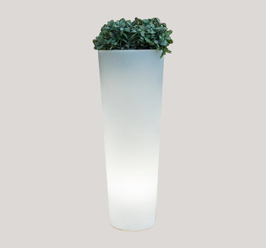 Blumentopf FICUS 80 Licht