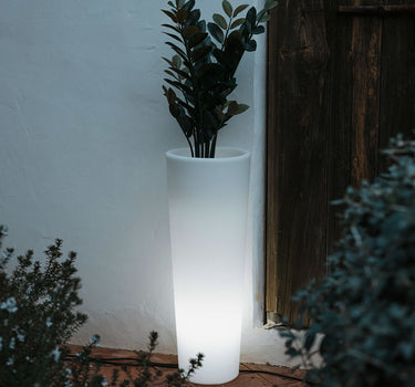 Blumentopf FICUS 80 Licht