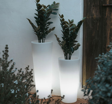 Blumentopf FICUS 80 Licht