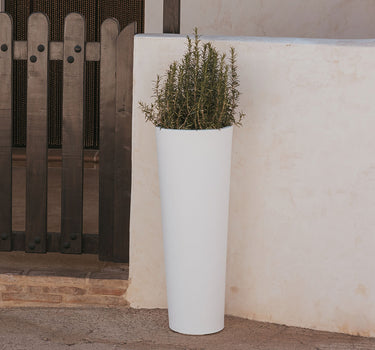 Blumentopf FICUS 80 FARBE