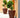 RUNDPFLANZE GIRASOL 90 FARBE