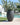 RUNDER BLUMENTOPF ALOE 45 - 03