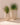 RUNDER BLUMENTOPF ALOE 45 - 31