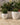 RUNDER BLUMENTOPF ARECA 80 - 15