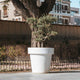 Großer Topf MAGNOLIA 160 CM FARBE