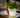 RUNDE BLUMENTOPF MAGNOLIA 30 CM LICHT