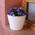 RUNDER BLUMENTOPF PETUNIA FARBE