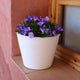 RUNDER BLUMENTOPF PETUNIA FARBE