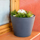 RUNDER BLUMENTOPF PETUNIA FARBE