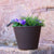 RUNDER BLUMENTOPF PETUNIA FARBE