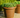 RUNDBLUMENTOPF ROSA 55 FARBE