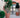 RUNDBLUMENTOPF ROSA 75 FARBE