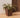 QUADRATISCHER TOPF CALENDULA 50 RUSTIC FARBE