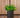 RUNDE PFLANZEN HORTENSIA 50 FARBE