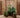 RUNDE PFLANZEN HORTENSIA 50 FARBE