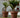 Großer Topf MAGNOLIA 120 CM FARBE