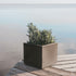 QUADRATISCHE PFLANZE NARCISO 40 FARBE