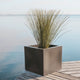 QUADRATISCHE PFLANZE NARCISO 50 FARBE