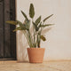 RUNDER BLUMENTOPF PETUNIA FARBE