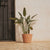 RUNDER BLUMENTOPF PETUNIA FARBE