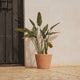 RUNDER BLUMENTOPF PETUNIA FARBE