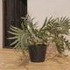 RUNDER BLUMENTOPF PETUNIA FARBE