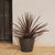 RUNDER BLUMENTOPF PETUNIA FARBE