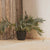 RUNDER BLUMENTOPF PETUNIA FARBE