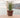 RUNDBLUMENTOPF ROSA 45 FARBE